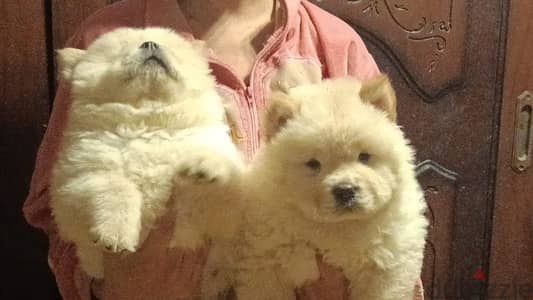 تشاو اتشاو مواصفات عالمية شاو  chow chow