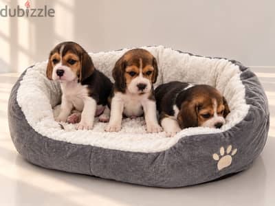 Pure beagle