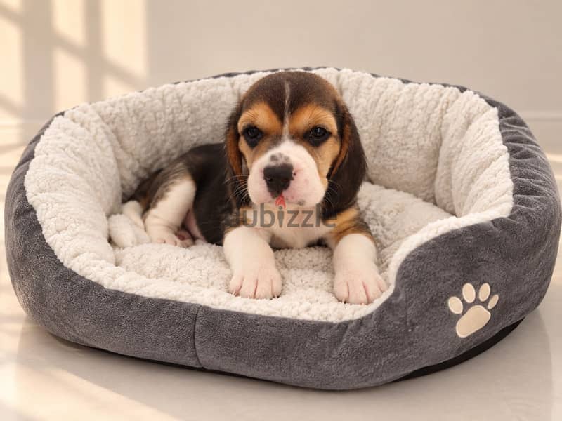 Pure beagle 1