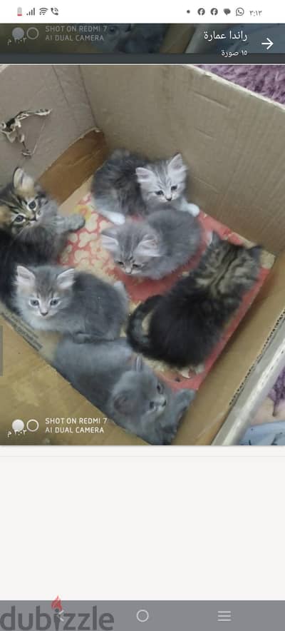 عدد ٦ قطط شيرازى