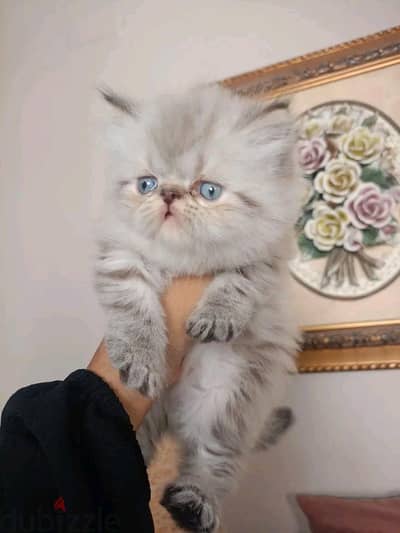 قطط هيمالايا