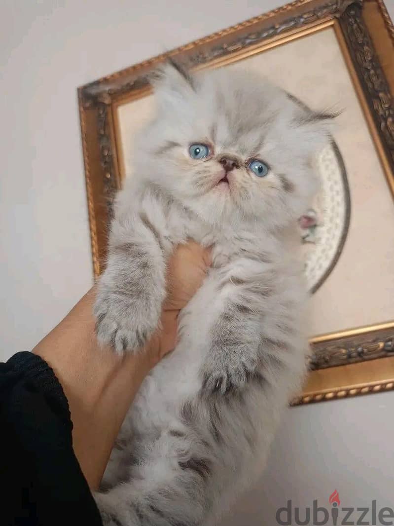 قطط هيمالايا 2