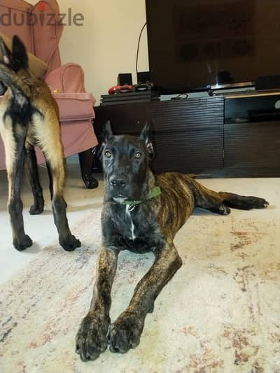 Presa Canario Puppy