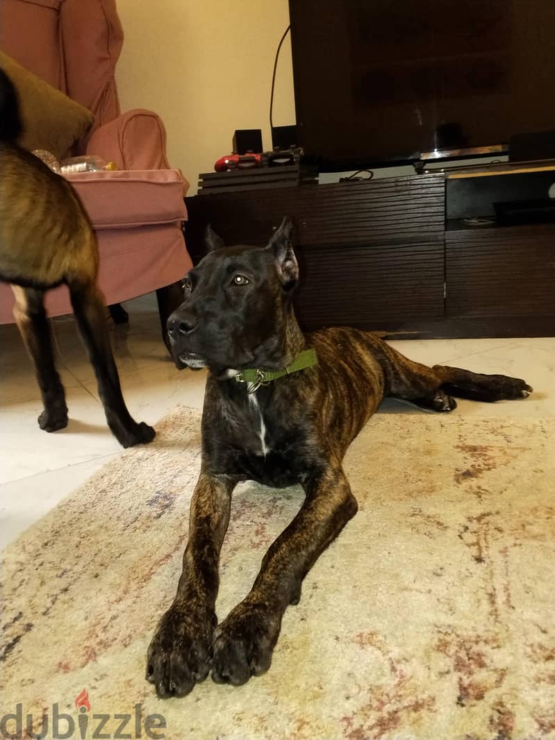 Presa Canario Puppy 1