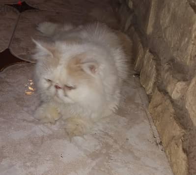 قطه بيرشن زرار للبيع