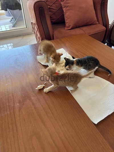 Kittens