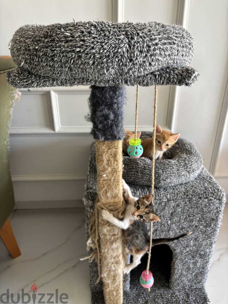 Kittens 1