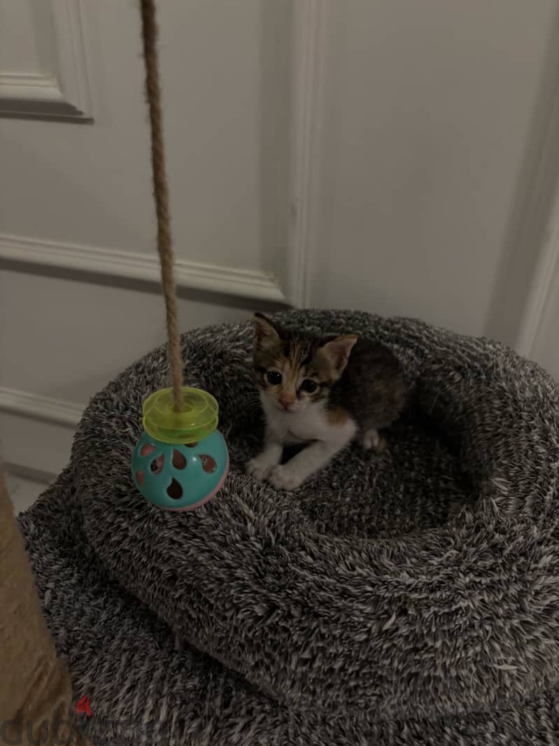 Kittens 2