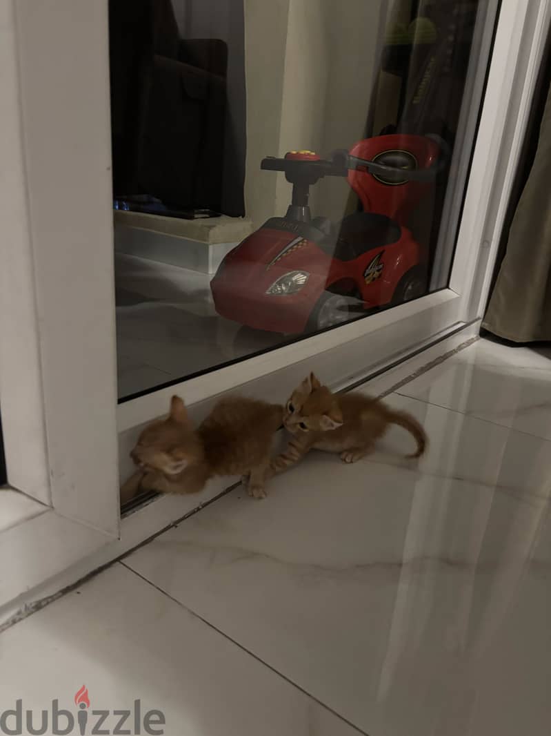 Kittens 3