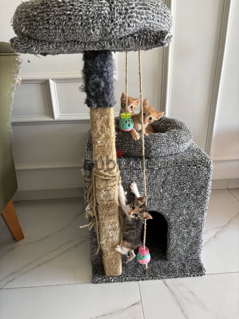Kittens 4