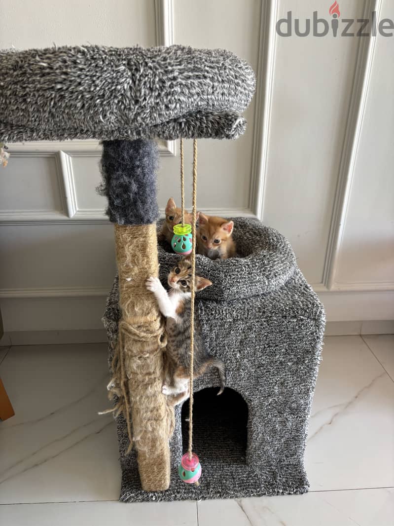 Kittens 5