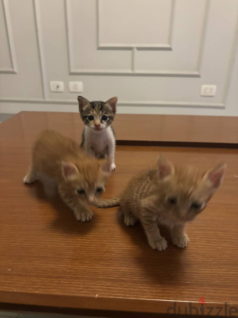 Kittens 6