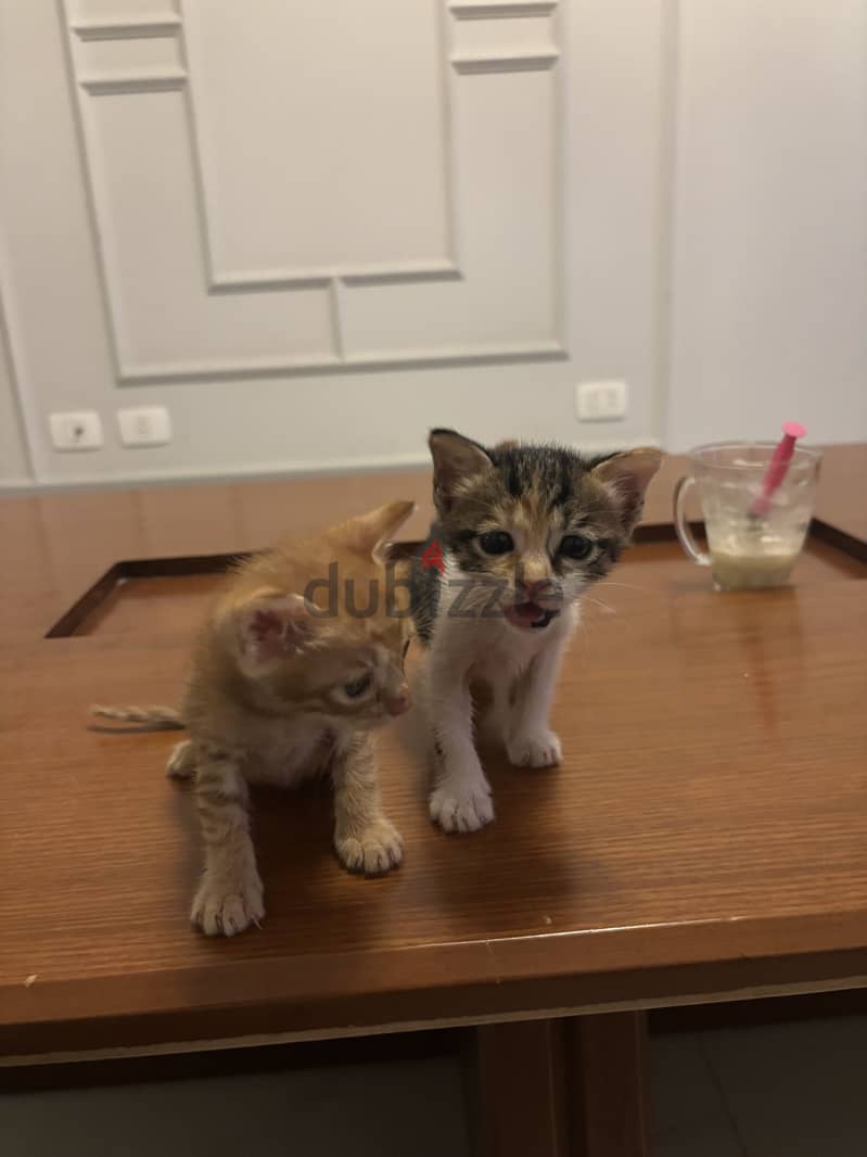 Kittens 7