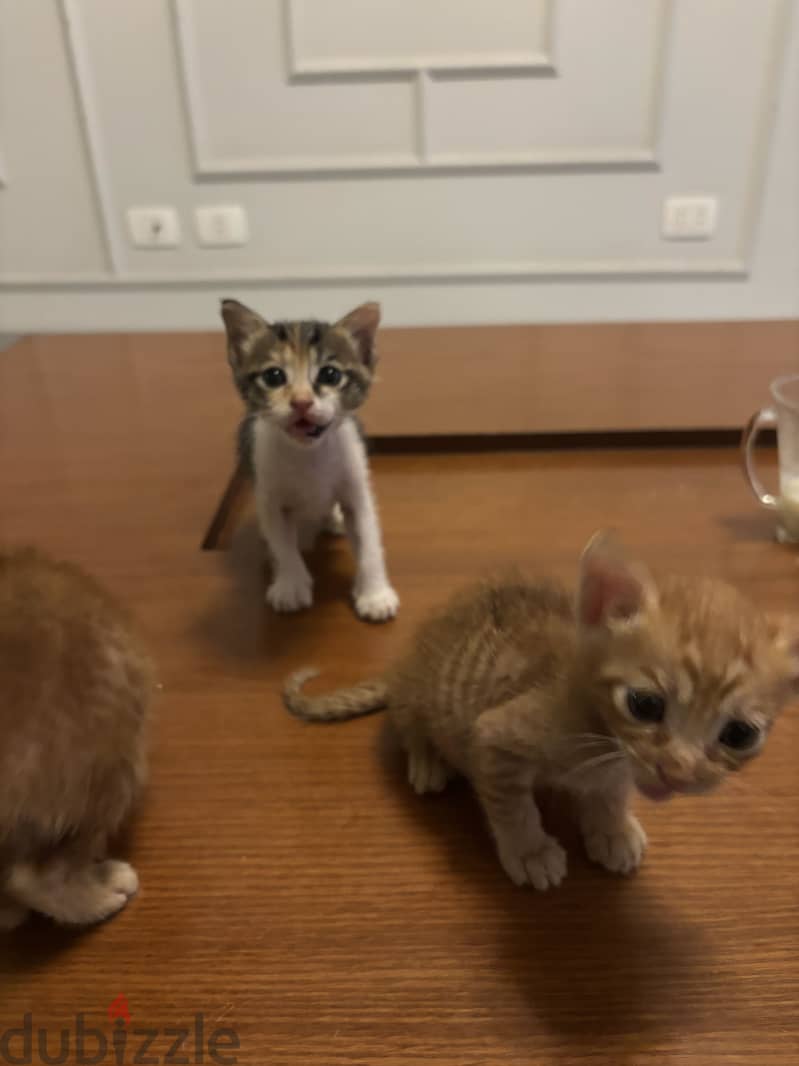 Kittens 8