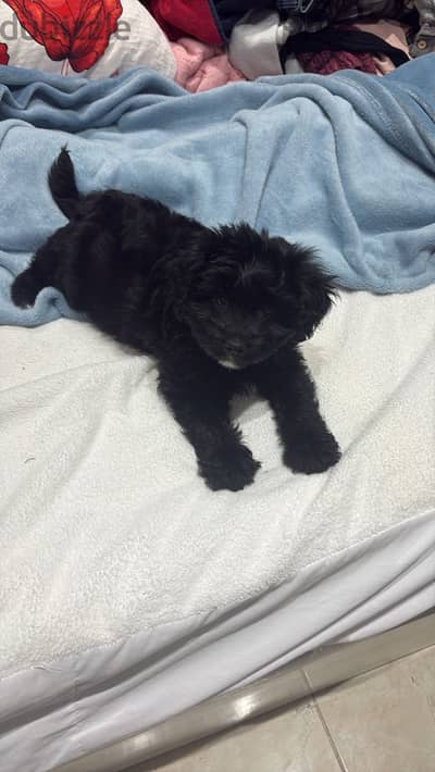 Male dog