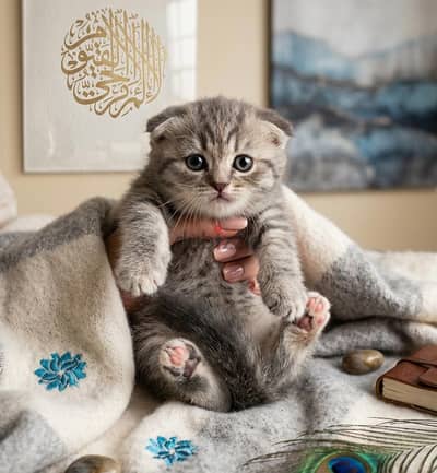 اسكوتش فولد ذكر