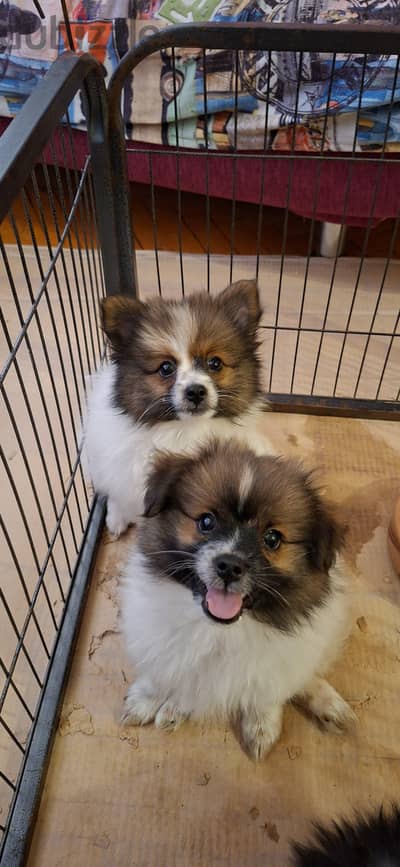 Pomeranian Puppy