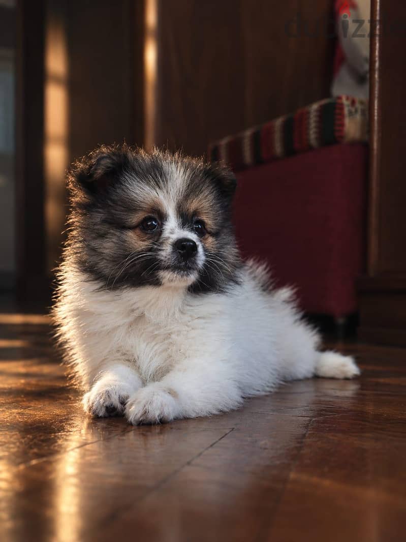 Pomeranian Puppy 1