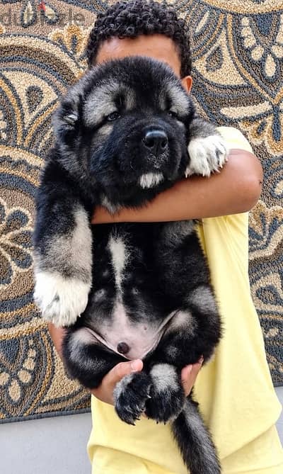 Caucasian shepherd ( premium Quality )