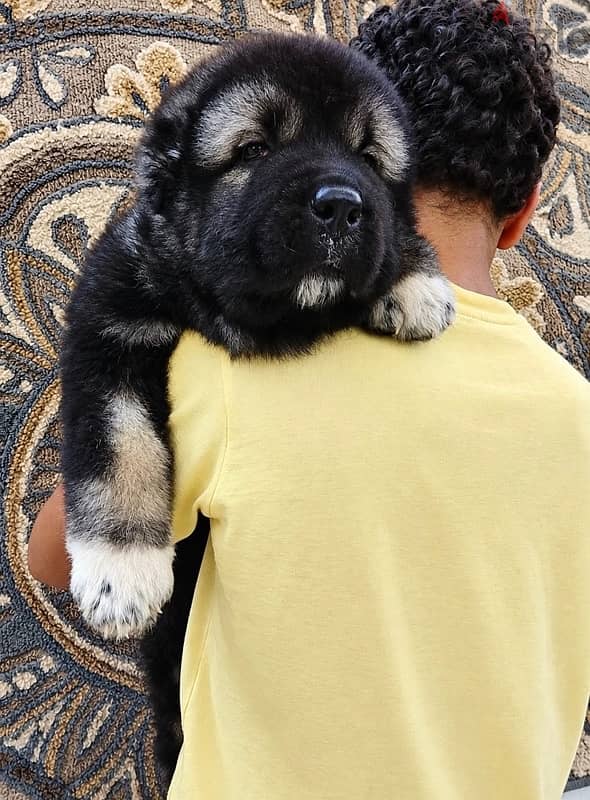 Caucasian shepherd ( premium Quality ) 1