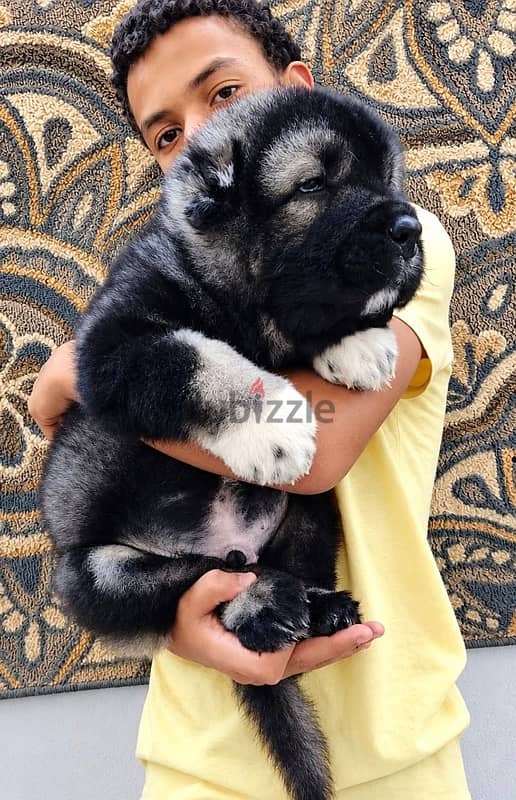 Caucasian shepherd ( premium Quality ) 2