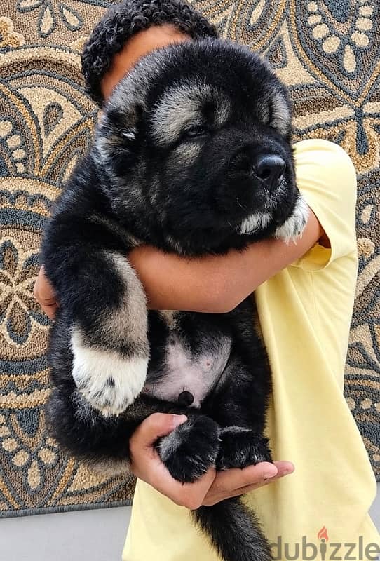 Caucasian shepherd ( premium Quality ) 3