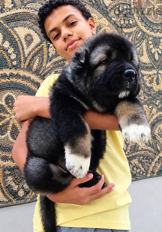 Caucasian shepherd ( premium Quality ) 4