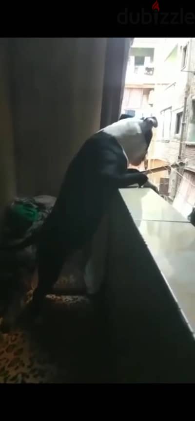 نتايه بيتبول البيع