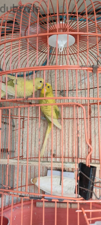 جوز عصافير جاهزين صحه وريش ماشاءالله