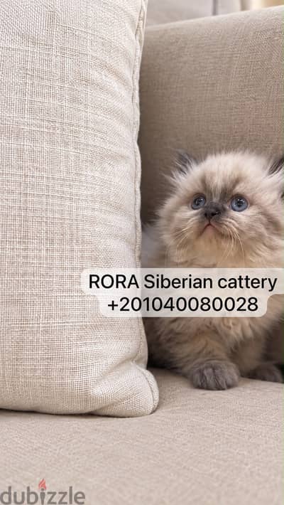 Siberian Kittens with passport
