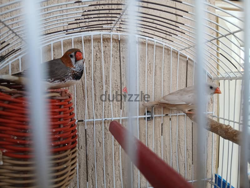 جوز زيبرا 4