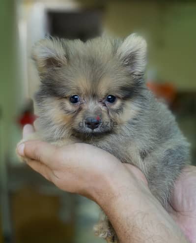 Pomeranian بوميرانيان