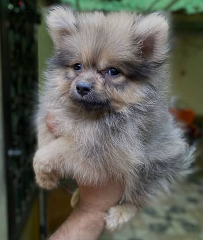 Pomeranian بوميرانيان