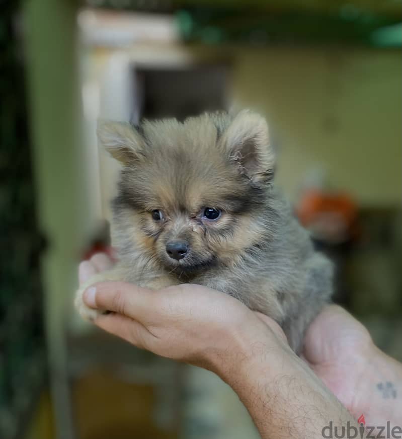 Pomeranian بوميرانيان 1
