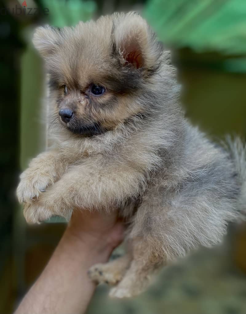 Pomeranian بوميرانيان 3