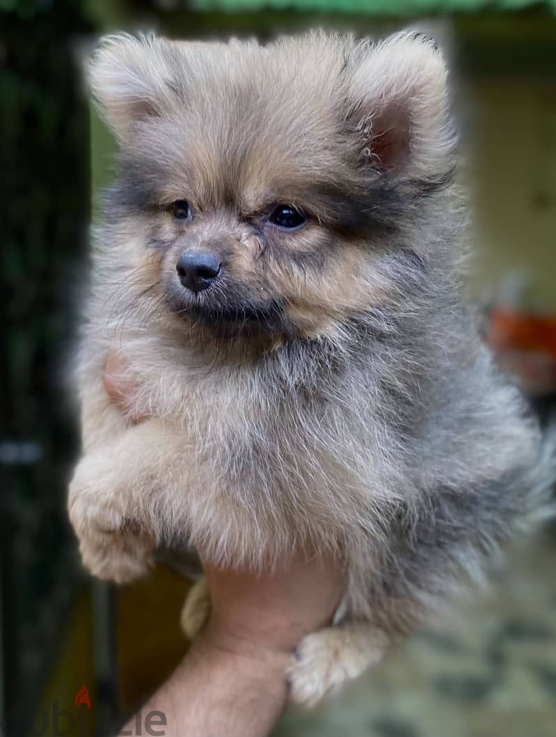 Pomeranian بوميرانيان 4