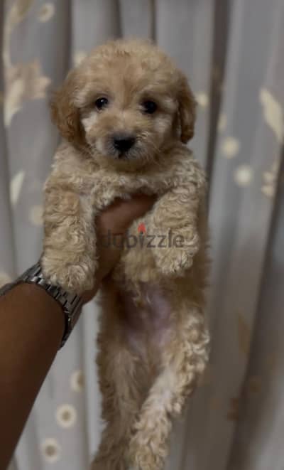 Maltipoo Puppy - جرو مالتيبو (مالتي بو) ذكر45 يوم