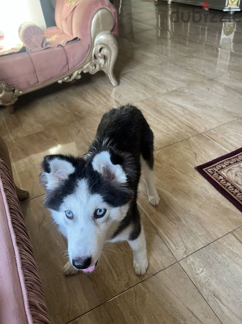 ‘’Sky’’ a female husky 1