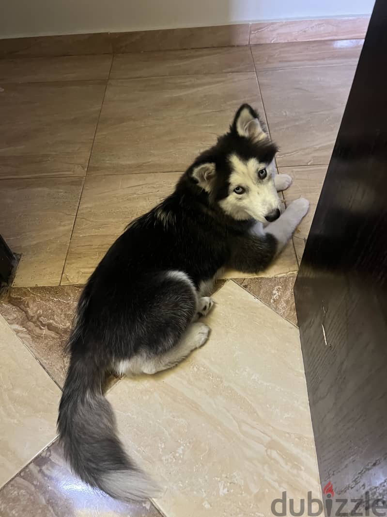 ‘’Sky’’ a female husky 2
