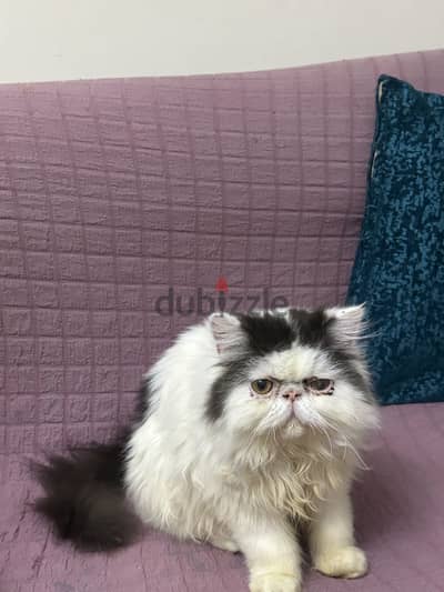 قط ٥ شهور فان بلاك من اب وام مسجلين