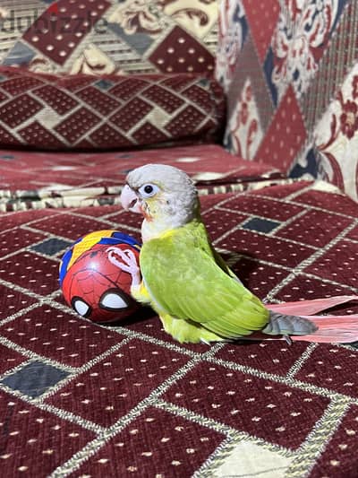 كنيور