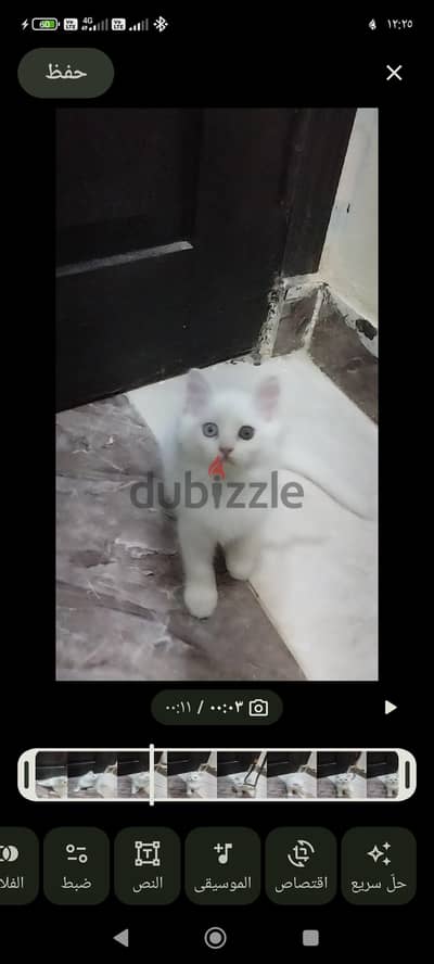 قطط شيراز بيور