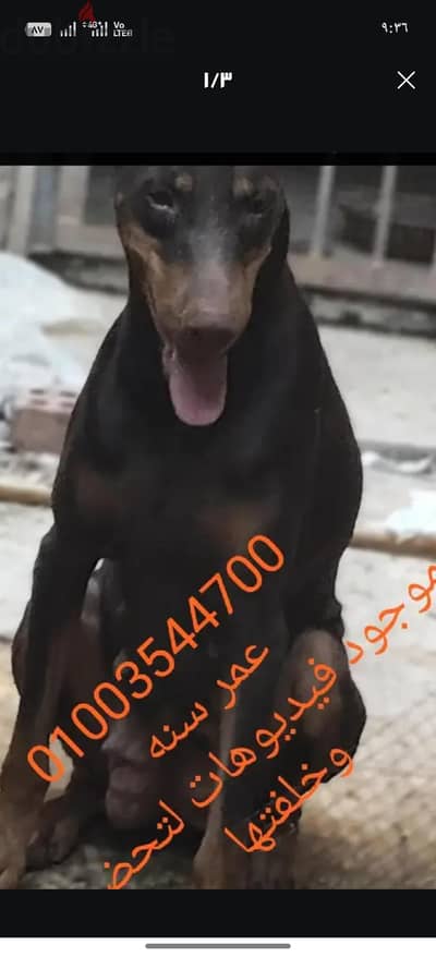 انثى دوبر حمره  حايضه