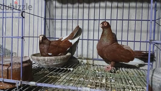 عرض نار بفضل الله زيادات