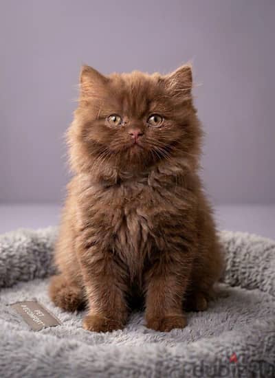 Female Cinnamon British