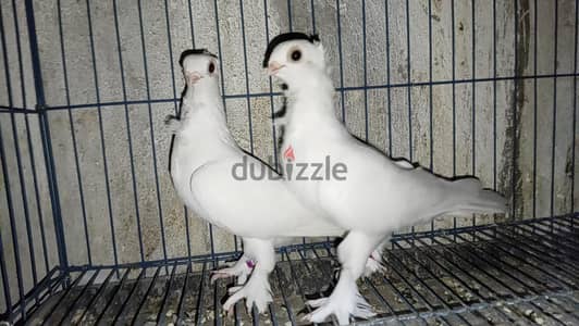 اللهم بارك قص بنيده  الدكر عليه ريشتين والنتايه٣