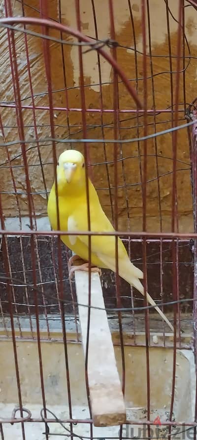 نتايه لاتينى شغاله اول خيرها عند صاحب النصيب للتواصل 01226886667