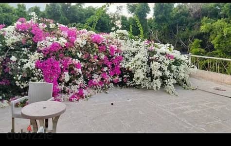 Villa for sale Ajami, Al-Baytas Al-Hanifia Street 650 meters registered