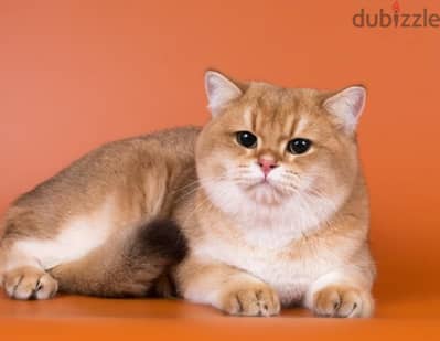 British shorthair male cat for mating