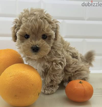Maltipoo puppy 45 days
